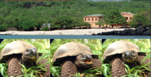 Galapagos – Documentarian, Field Researcher