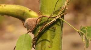 Ant Plants