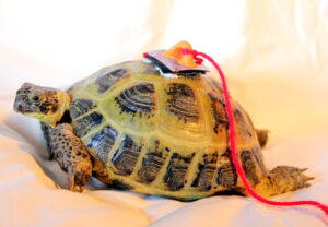 Tortoise Tracker (Analogue Version)